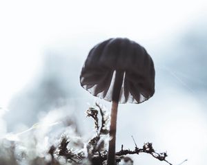 Preview wallpaper mushroom, macro, close-up, blur