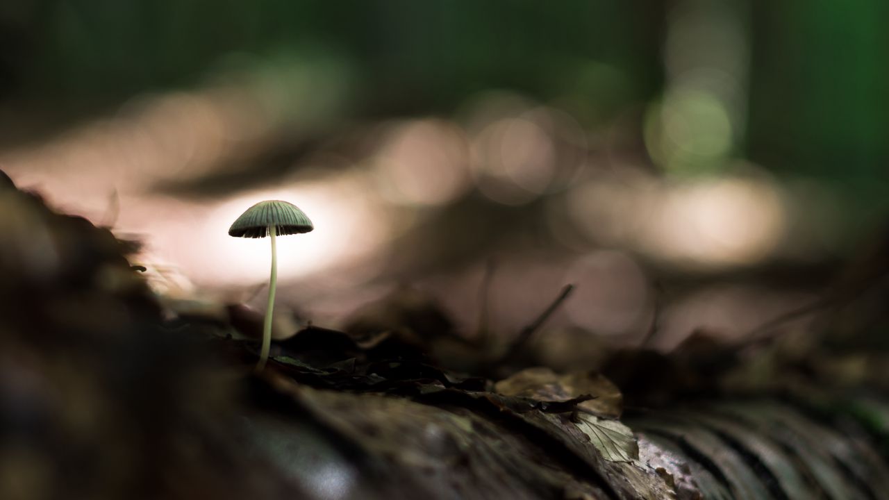 Wallpaper mushroom, macro, close-up, leaves, ground