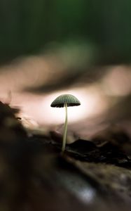 Preview wallpaper mushroom, macro, close-up, leaves, ground