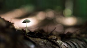 Preview wallpaper mushroom, macro, close-up, leaves, ground