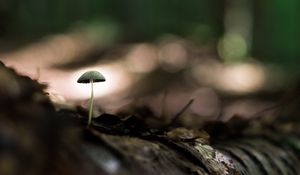 Preview wallpaper mushroom, macro, close-up, leaves, ground