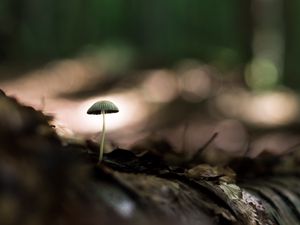 Preview wallpaper mushroom, macro, close-up, leaves, ground