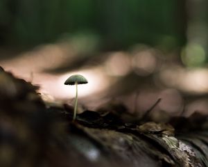 Preview wallpaper mushroom, macro, close-up, leaves, ground