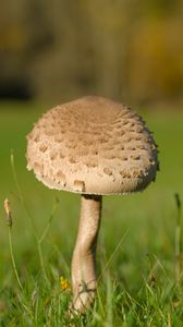 Preview wallpaper mushroom, macro, grass, blur