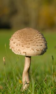 Preview wallpaper mushroom, macro, grass, blur