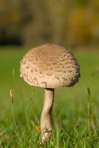 Preview wallpaper mushroom, macro, grass, blur