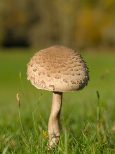 Preview wallpaper mushroom, macro, grass, blur