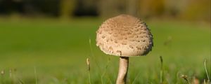 Preview wallpaper mushroom, macro, grass, blur