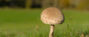 Preview wallpaper mushroom, macro, grass, blur