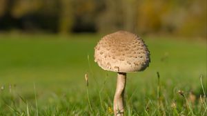 Preview wallpaper mushroom, macro, grass, blur