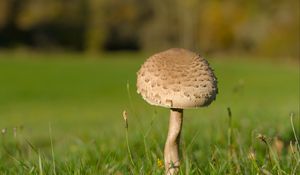 Preview wallpaper mushroom, macro, grass, blur