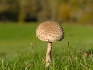 Preview wallpaper mushroom, macro, grass, blur