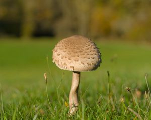 Preview wallpaper mushroom, macro, grass, blur