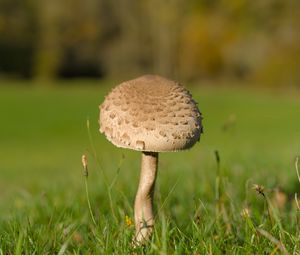 Preview wallpaper mushroom, macro, grass, blur