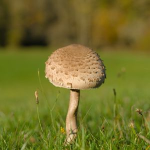 Preview wallpaper mushroom, macro, grass, blur