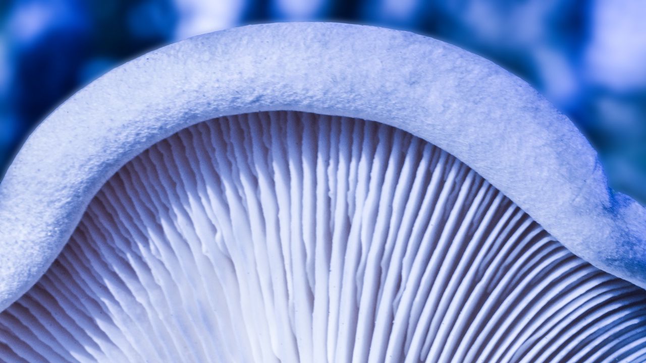 Wallpaper mushroom, macro, white, texture