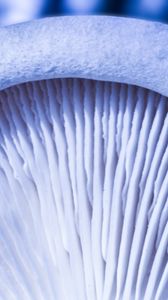 Preview wallpaper mushroom, macro, white, texture
