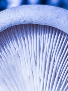 Preview wallpaper mushroom, macro, white, texture