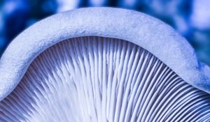 Preview wallpaper mushroom, macro, white, texture