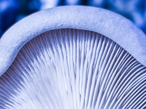 Preview wallpaper mushroom, macro, white, texture