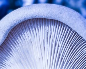 Preview wallpaper mushroom, macro, white, texture