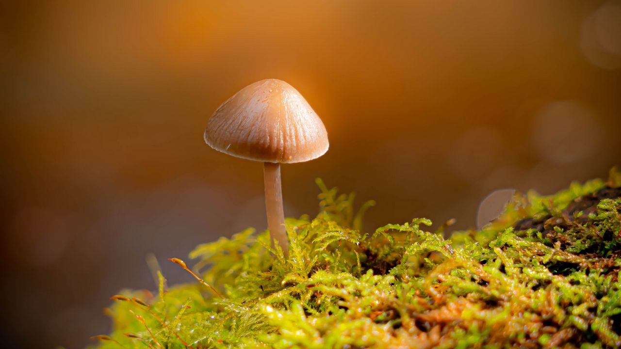 Wallpaper mushroom, moss, blur, macro, bokeh