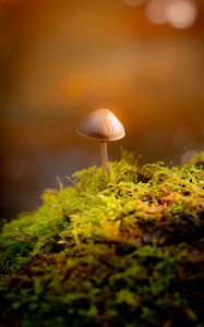 Preview wallpaper mushroom, moss, blur, macro, bokeh