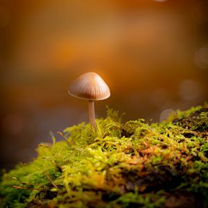 Preview wallpaper mushroom, moss, blur, macro, bokeh