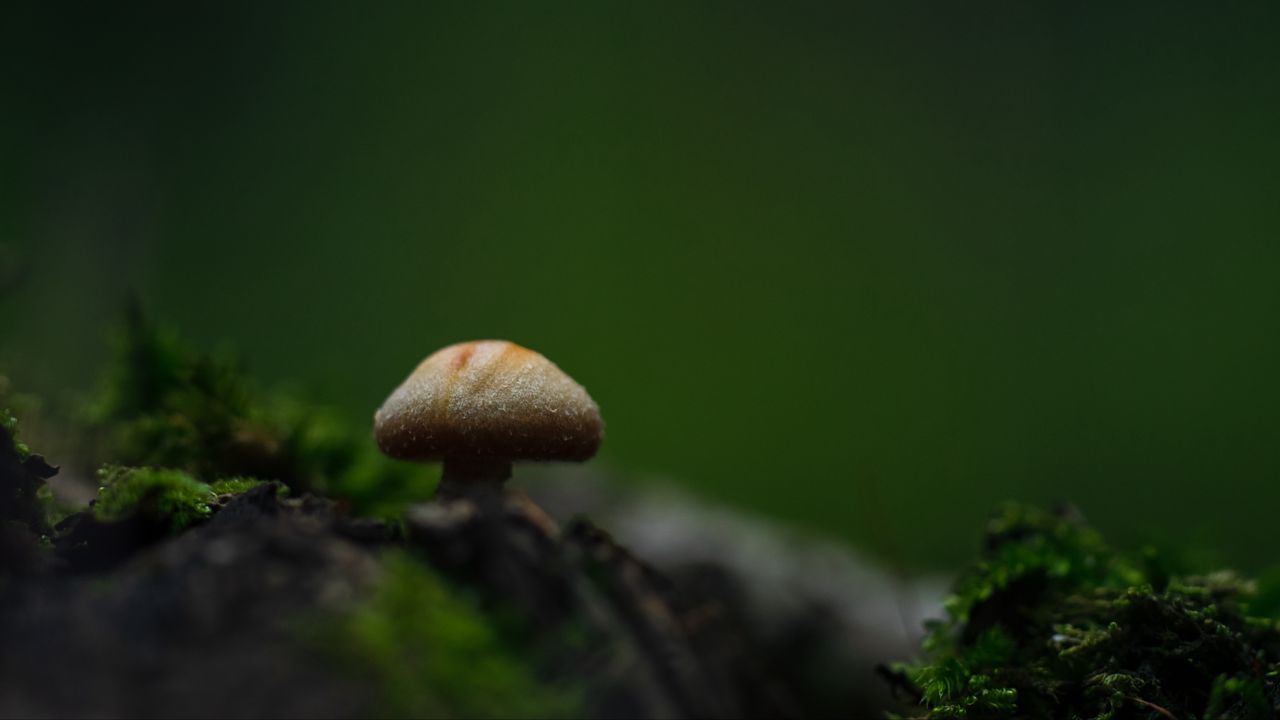 Wallpaper mushroom, moss, blur, macro