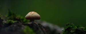 Preview wallpaper mushroom, moss, blur, macro