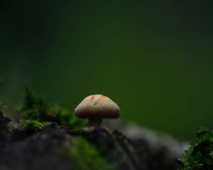 Preview wallpaper mushroom, moss, blur, macro