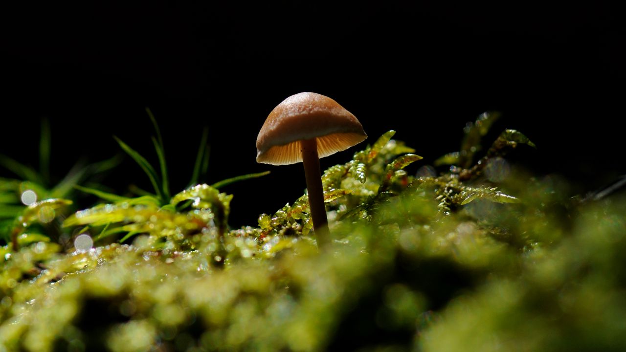 Wallpaper mushroom, moss, forest, nature, macro