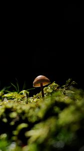 Preview wallpaper mushroom, moss, forest, nature, macro