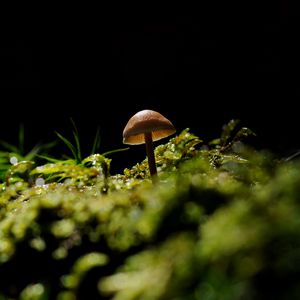 Preview wallpaper mushroom, moss, forest, nature, macro