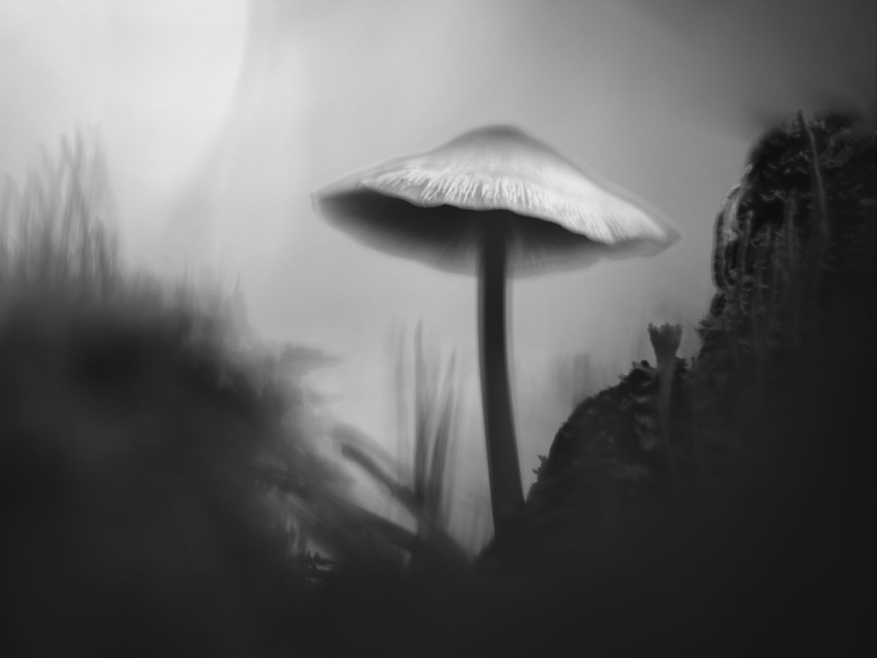 1280x960 Wallpaper mushroom, moss, grass, macro, silhouette, dark, bw