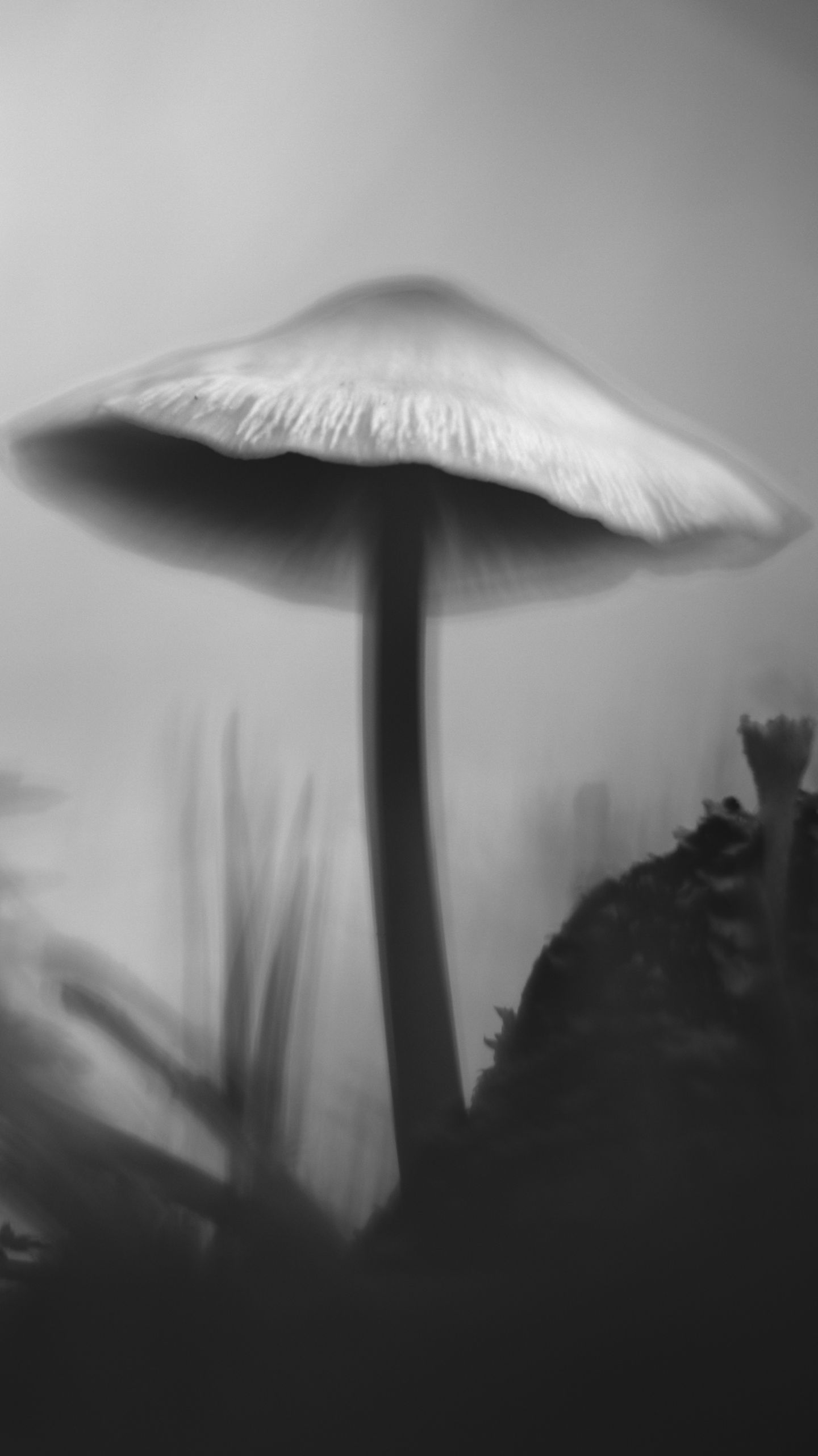 1440x2560 Wallpaper mushroom, moss, grass, macro, silhouette, dark, bw
