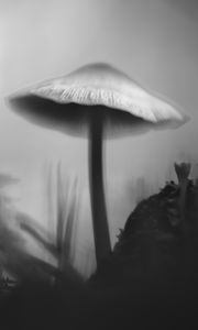 Preview wallpaper mushroom, moss, grass, macro, silhouette, dark, bw
