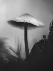 Preview wallpaper mushroom, moss, grass, macro, silhouette, dark, bw