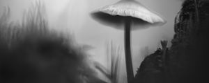 Preview wallpaper mushroom, moss, grass, macro, silhouette, dark, bw