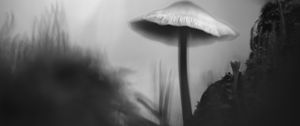 Preview wallpaper mushroom, moss, grass, macro, silhouette, dark, bw