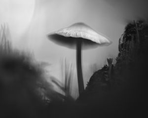Preview wallpaper mushroom, moss, grass, macro, silhouette, dark, bw