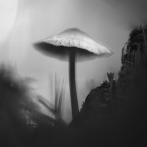 Preview wallpaper mushroom, moss, grass, macro, silhouette, dark, bw
