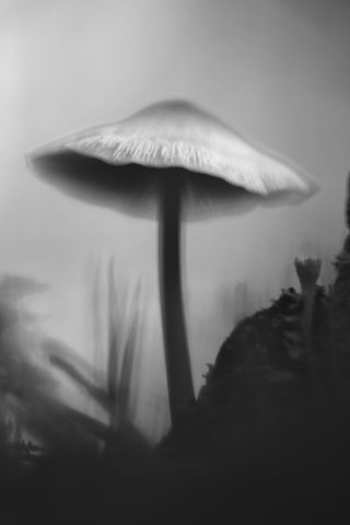 320x480 Wallpaper mushroom, moss, grass, macro, silhouette, dark, bw