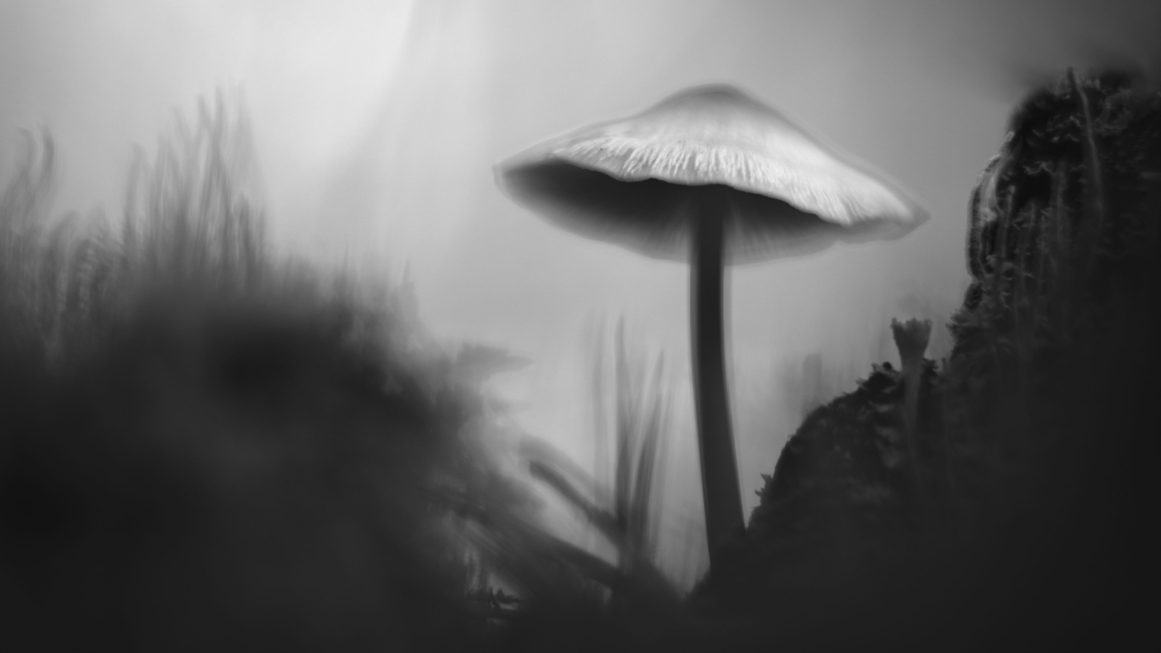 3840x2160 Wallpaper mushroom, moss, grass, macro, silhouette, dark, bw
