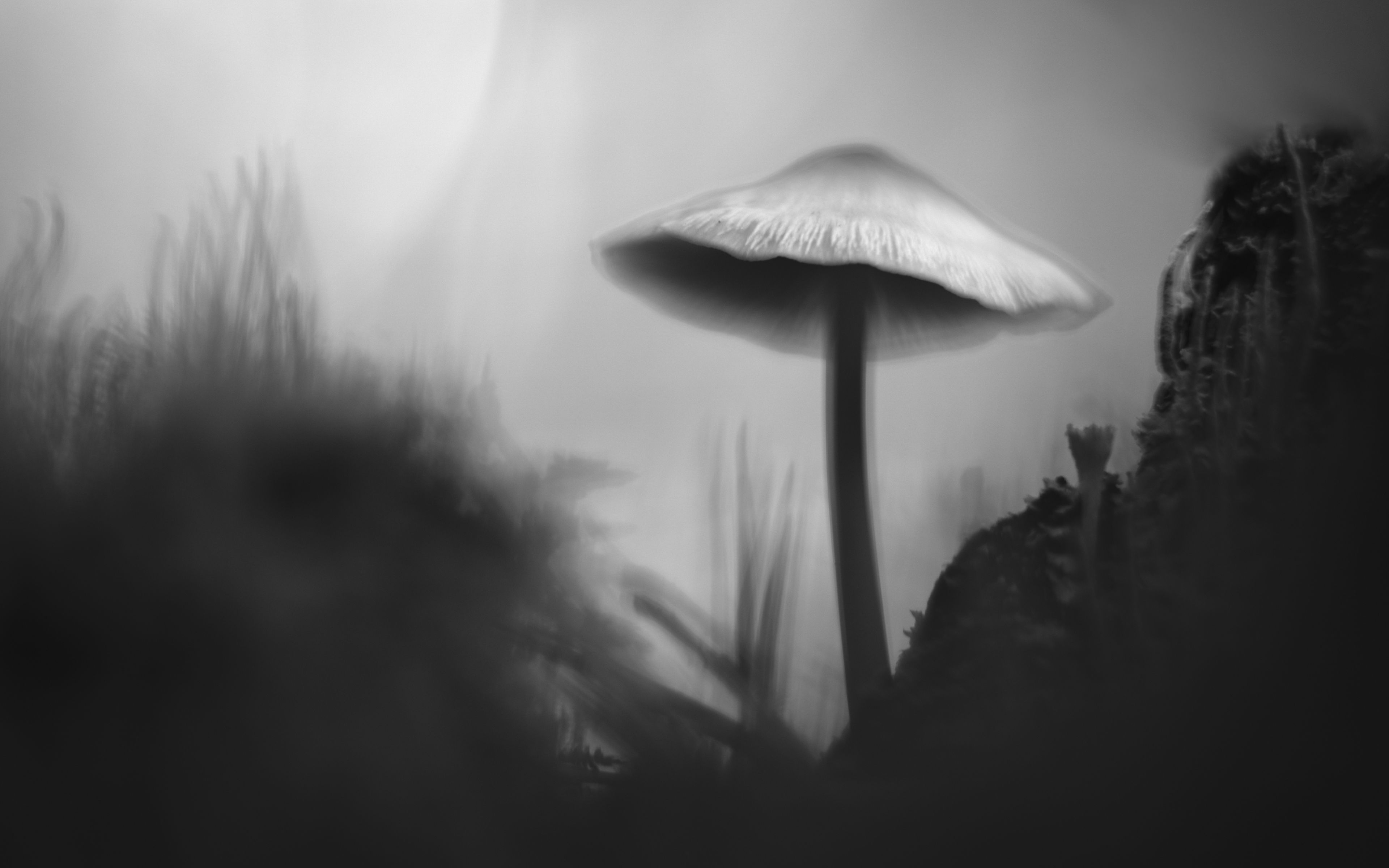 3840x2400 Wallpaper mushroom, moss, grass, macro, silhouette, dark, bw