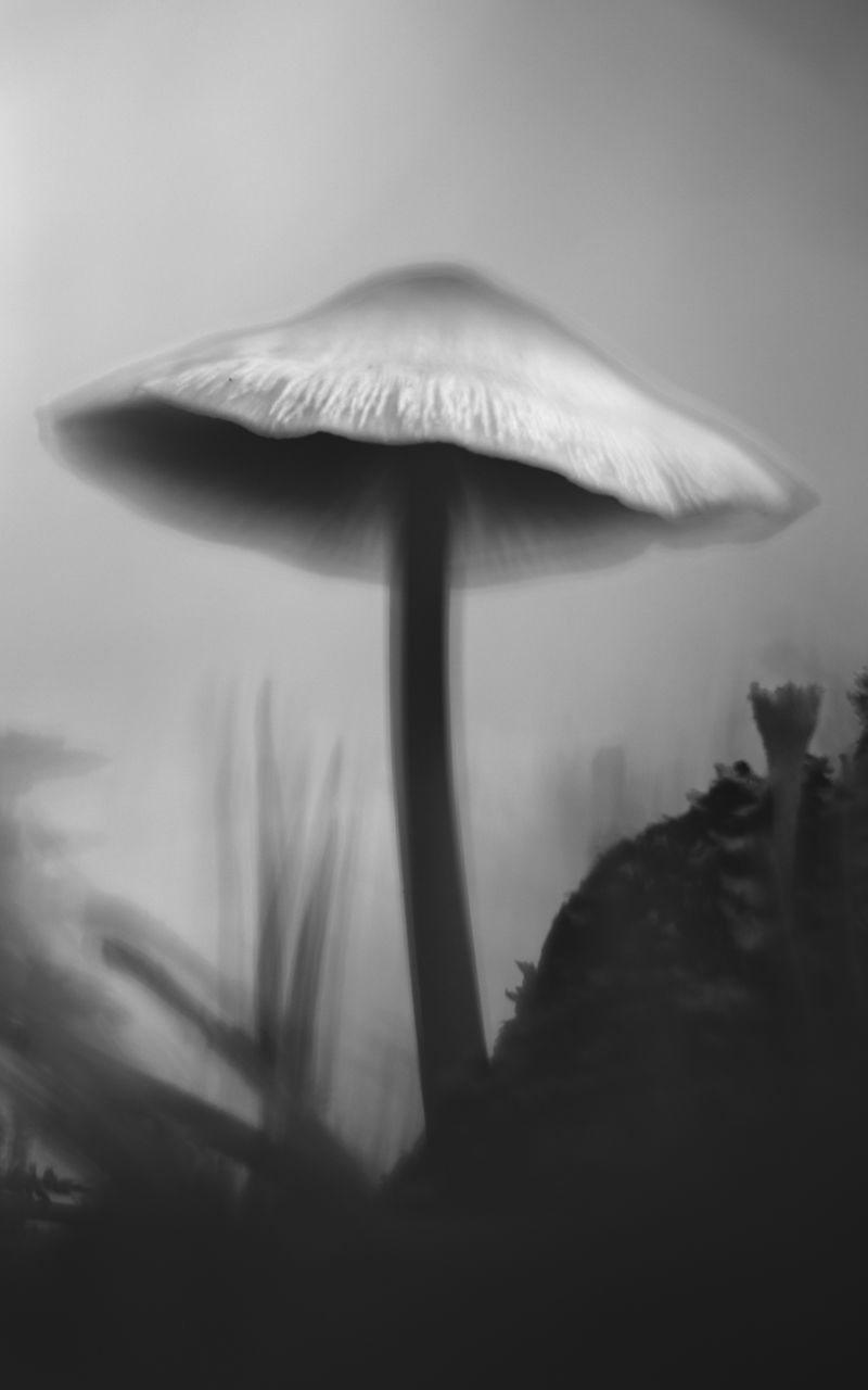 800x1280 Wallpaper mushroom, moss, grass, macro, silhouette, dark, bw