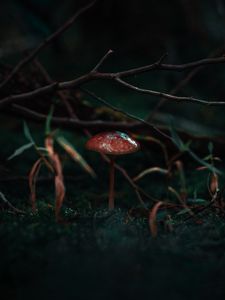 Preview wallpaper mushroom, moss, grass, branch, macro