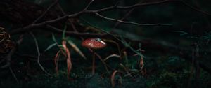 Preview wallpaper mushroom, moss, grass, branch, macro
