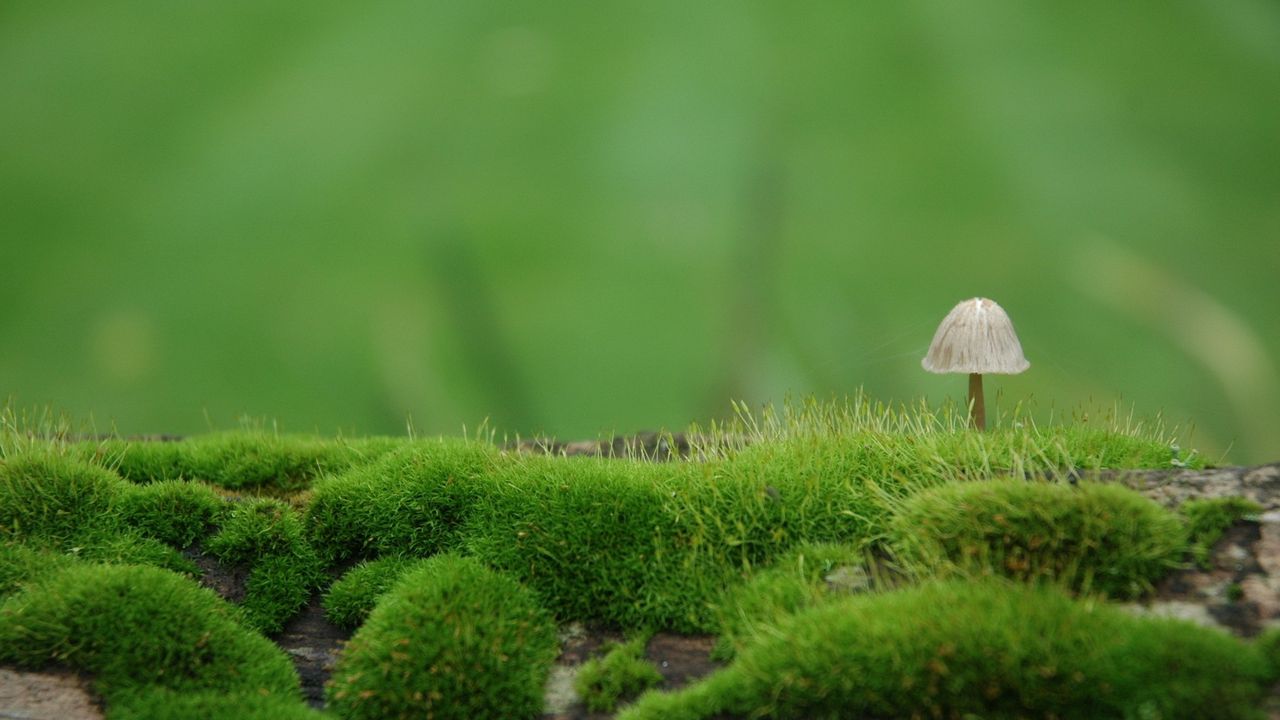 Wallpaper mushroom, moss, green, degradation