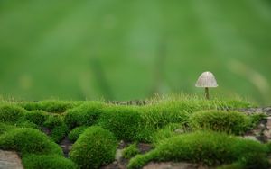 Preview wallpaper mushroom, moss, green, degradation